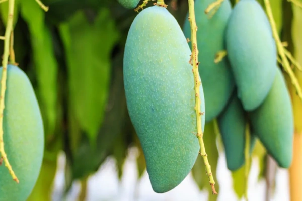 Banana Mango | ব্যানানা আম