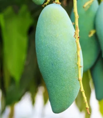 Banana-Mango-_-ব্যানানা-আম