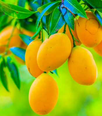 Screenshot-2025-04-30-131314-1