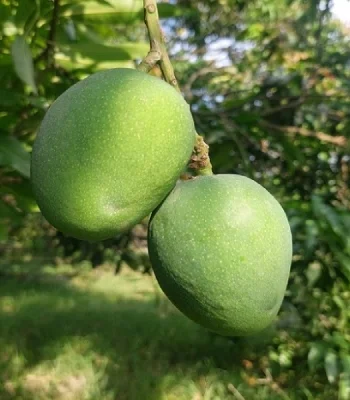 খিরসাপাত-আম